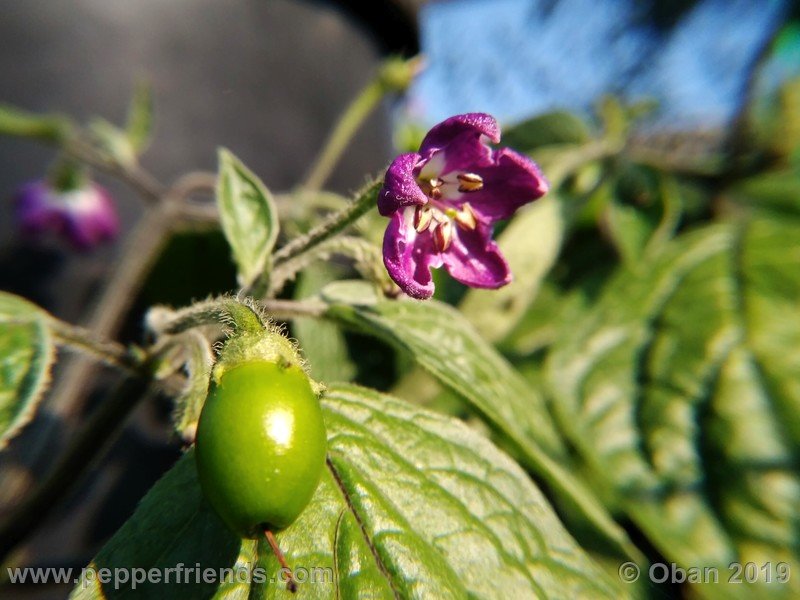 rocoto-aji-oro_002_fiore_11.jpg