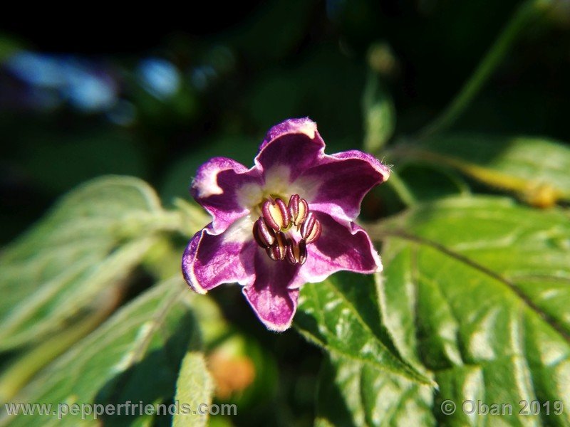 rocoto-aji-oro_002_fiore_13.jpg