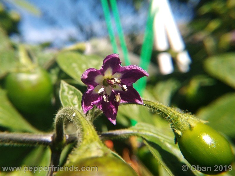 rocoto-aji-oro_002_fiore_14.jpg