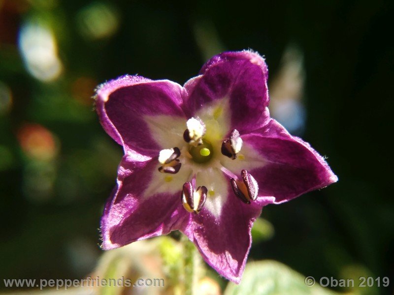 rocoto-aji-oro_002_fiore_16.jpg