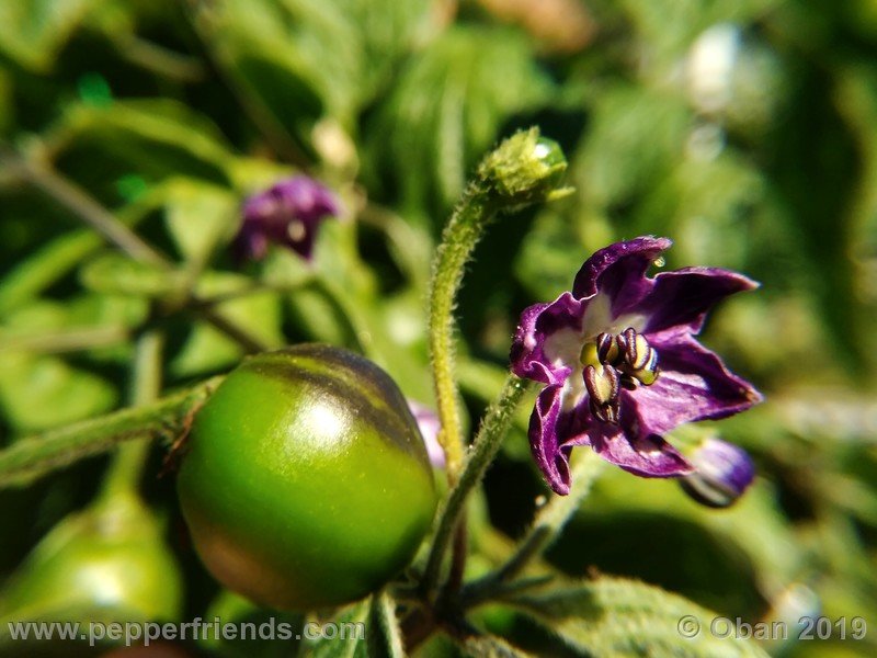 rocoto-aji-oro_002_fiore_17.jpg