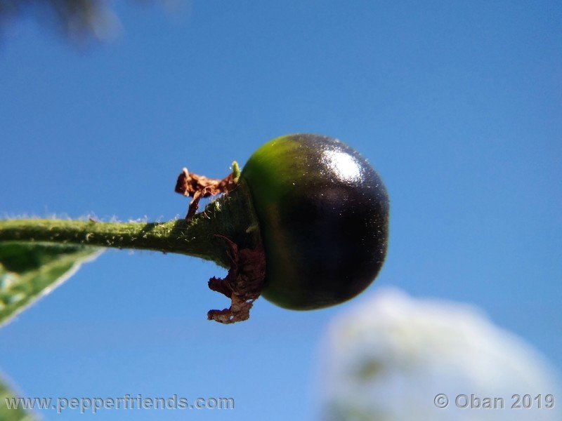 rocoto-aji-oro_002_fiore_18.jpg