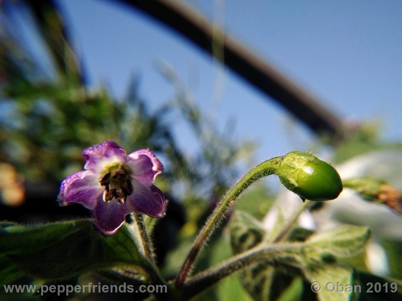 rocoto-aji-oro_002_frutto_01.jpg