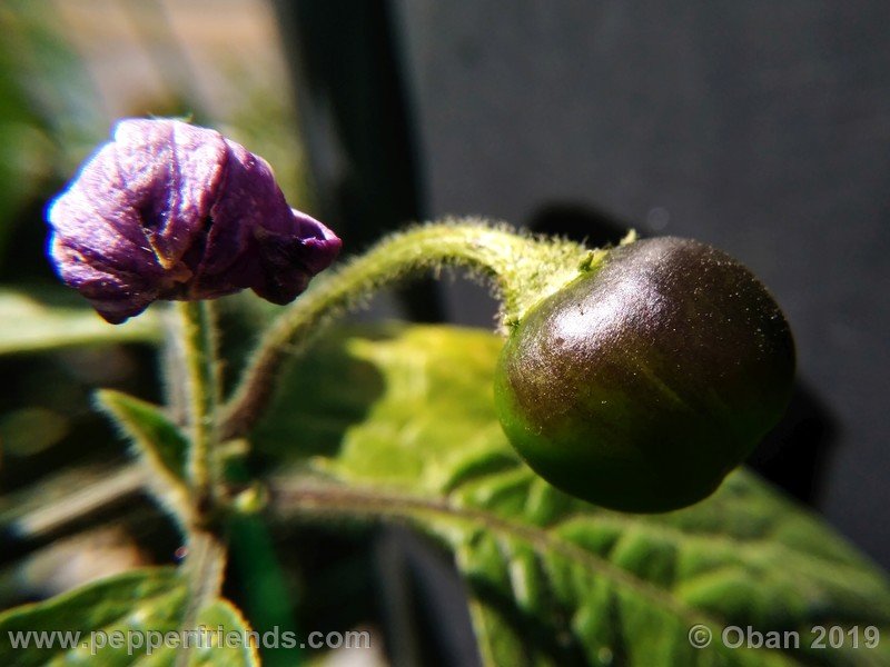 rocoto-aji-oro_002_frutto_02.jpg