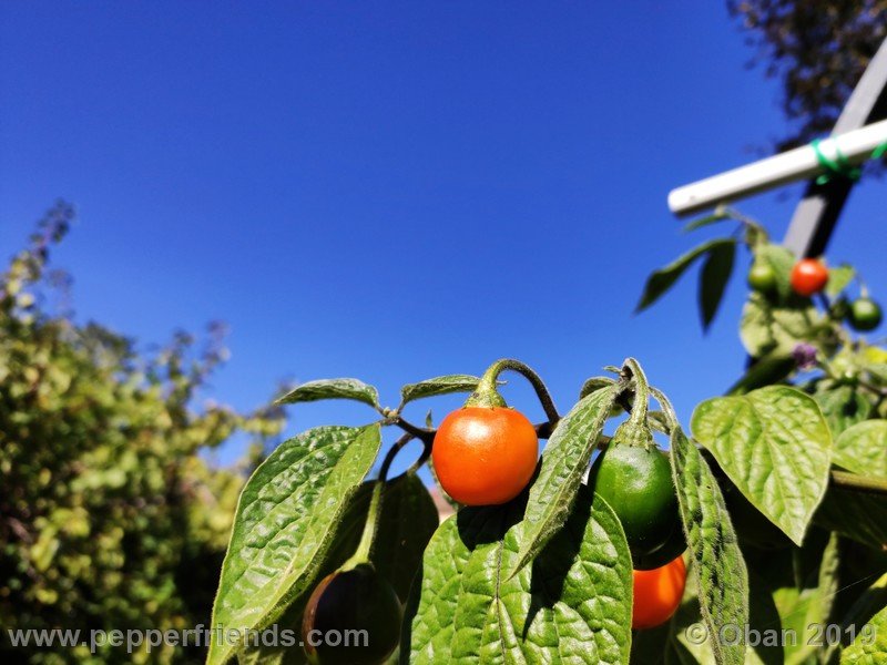 rocoto-aji-oro_002_frutto_03.jpg