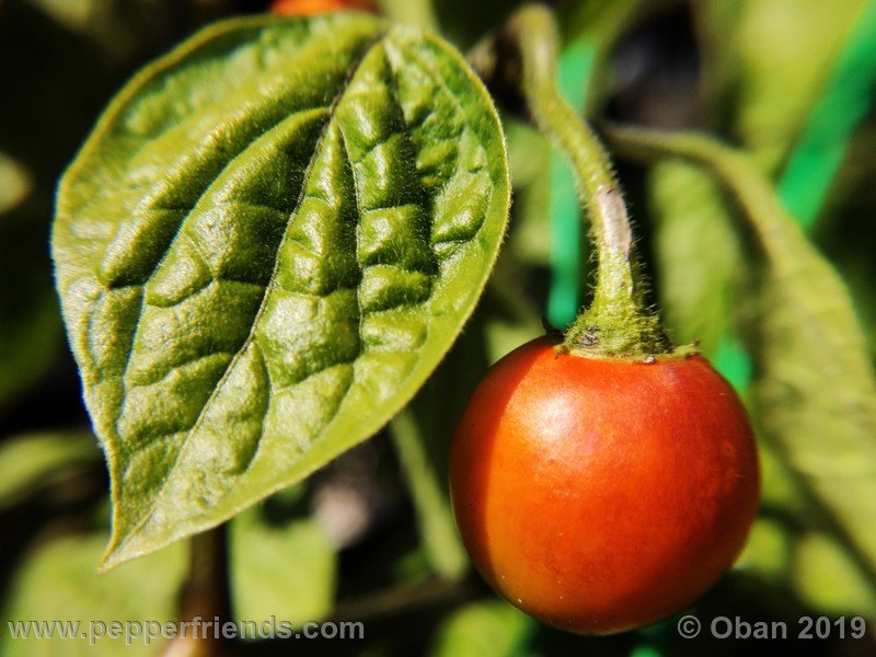 rocoto-aji-oro_002_frutto_04.jpg