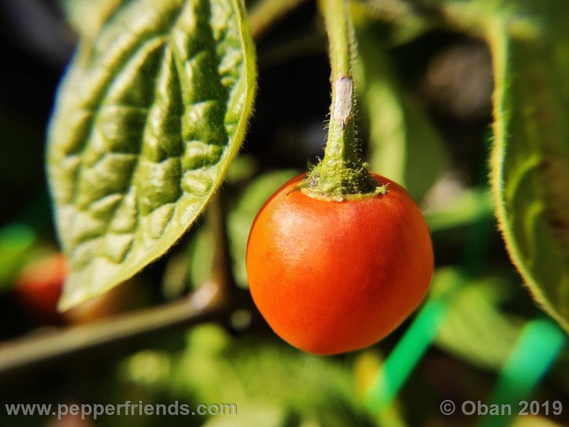 rocoto-aji-oro_002_frutto_05.jpg