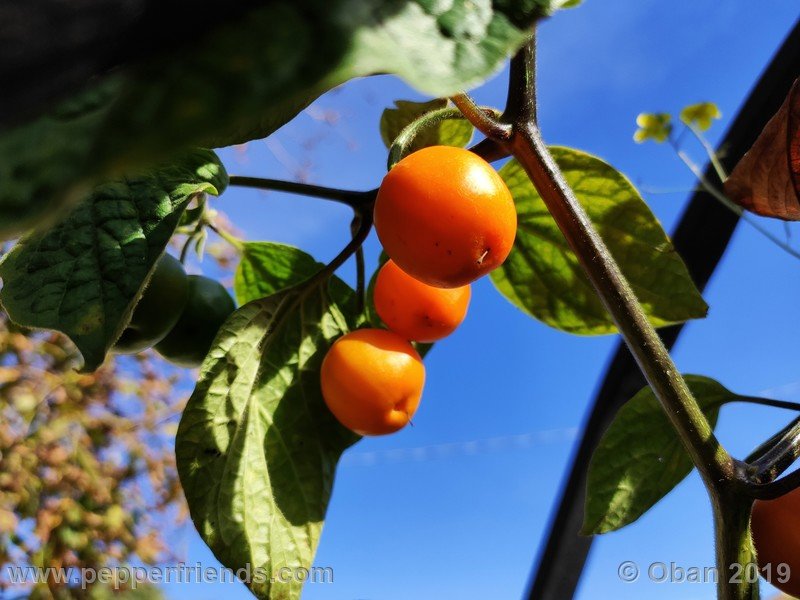 rocoto-aji-oro_002_frutto_07.jpg