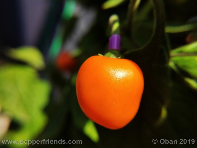 rocoto-aji-oro_002_frutto_08.jpg