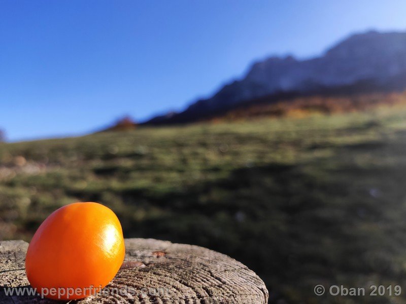 rocoto-aji-oro_002_frutto_11.jpg