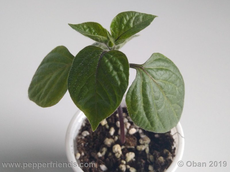 rocoto-aji-oro_002_pianta_01.jpg