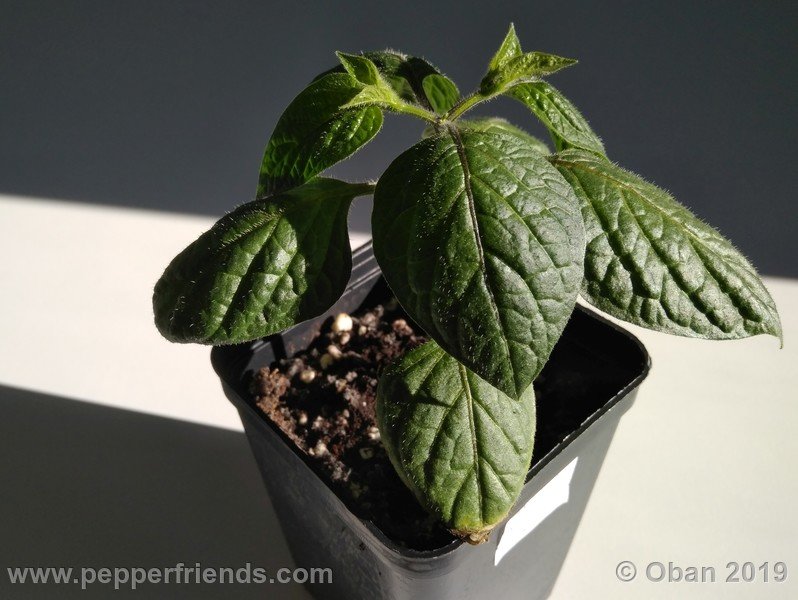 rocoto-aji-oro_002_pianta_02.jpg