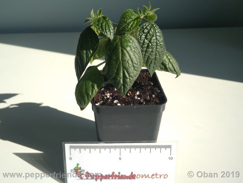 rocoto-aji-oro_002_pianta_04.jpg