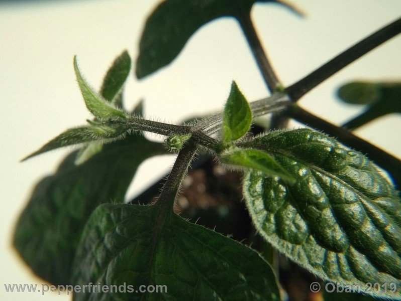 rocoto-aji-oro_002_pianta_05.jpg