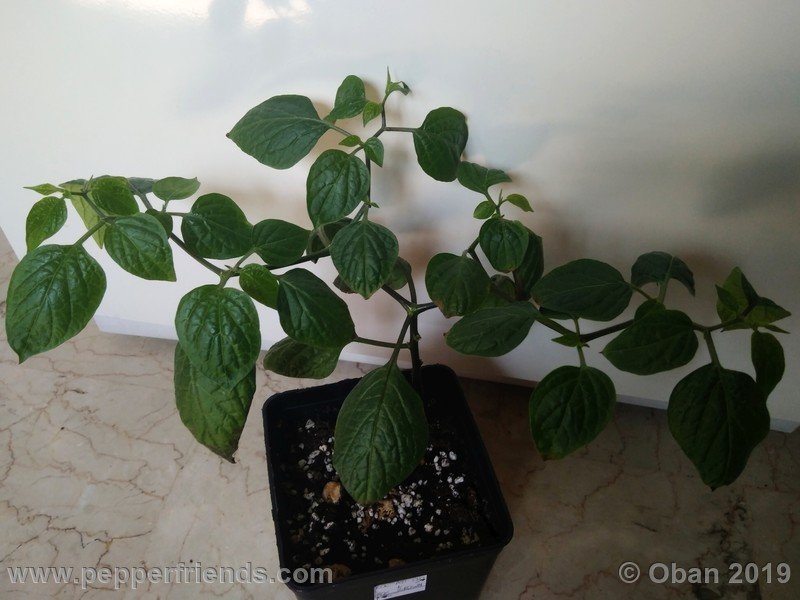 rocoto-aji-oro_002_pianta_07.jpg