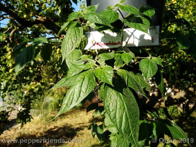 rocoto-aji-oro_002_pianta_13.jpg