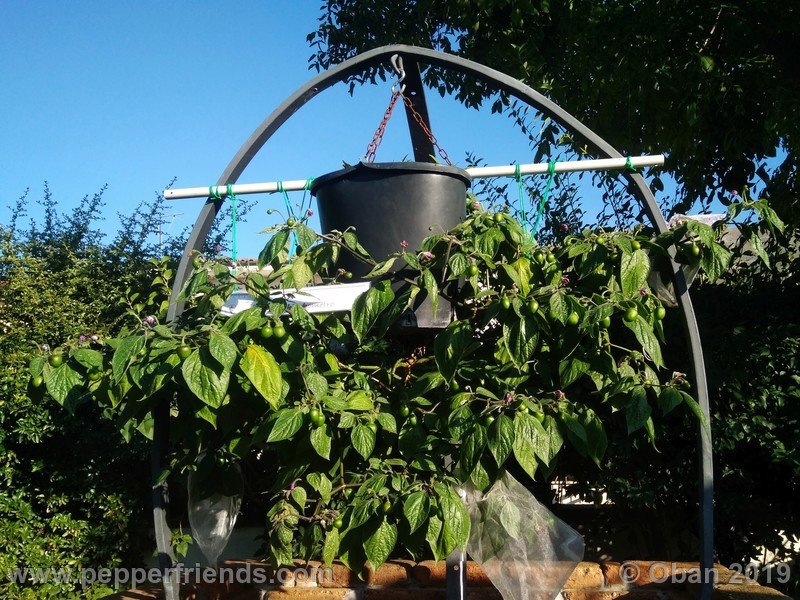 rocoto-aji-oro_002_pianta_22.jpg