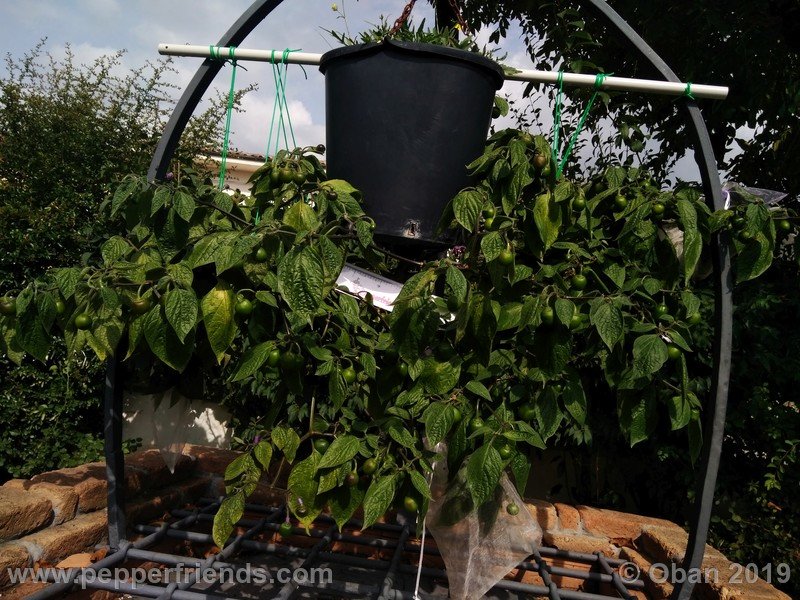 rocoto-aji-oro_002_pianta_26.jpg