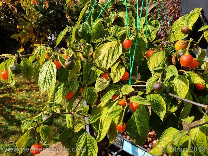 rocoto-aji-oro_002_pianta_35.jpg