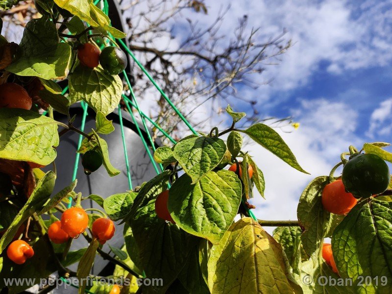 rocoto-aji-oro_002_pianta_38.jpg