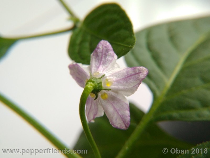 rocoto-big-brown_001_fiore_02.jpg