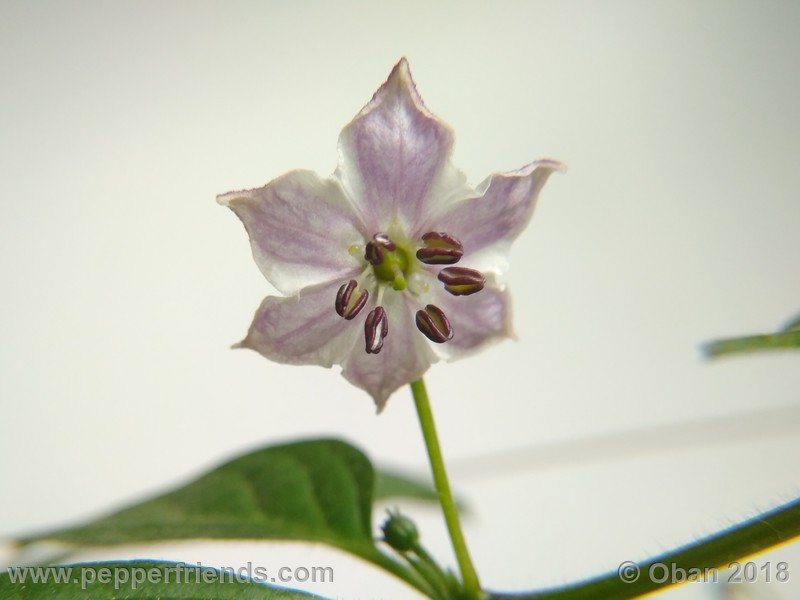 rocoto-big-brown_001_fiore_05.jpg