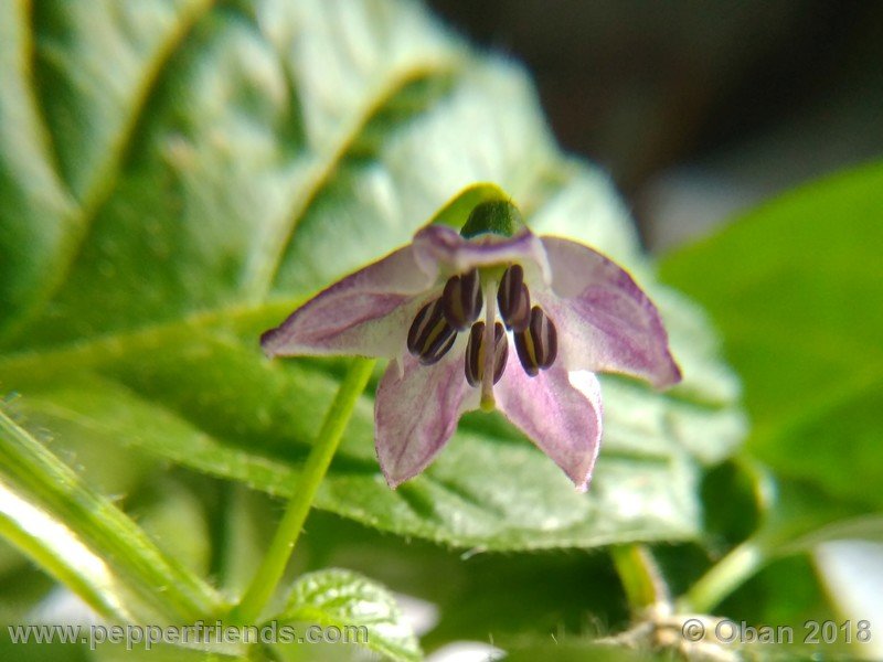 rocoto-big-brown_001_fiore_09.jpg