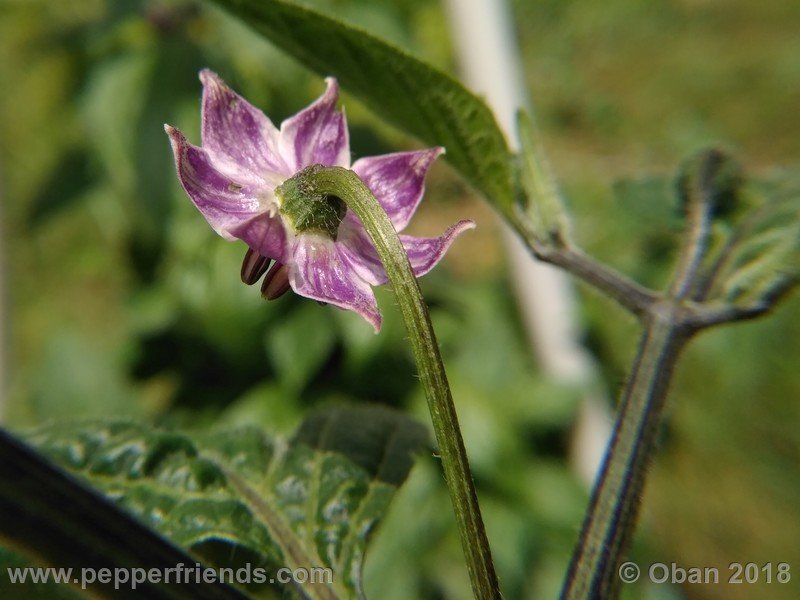 rocoto-big-brown_001_fiore_14.jpg