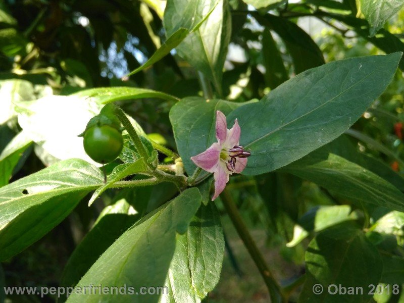 rocoto-big-brown_001_fiore_25.jpg