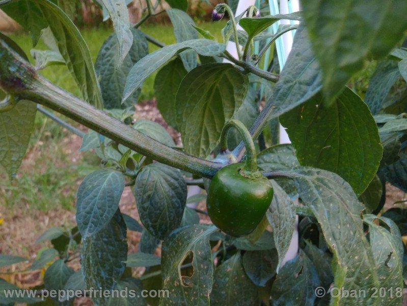 rocoto-big-brown_001_frutto_01.jpg