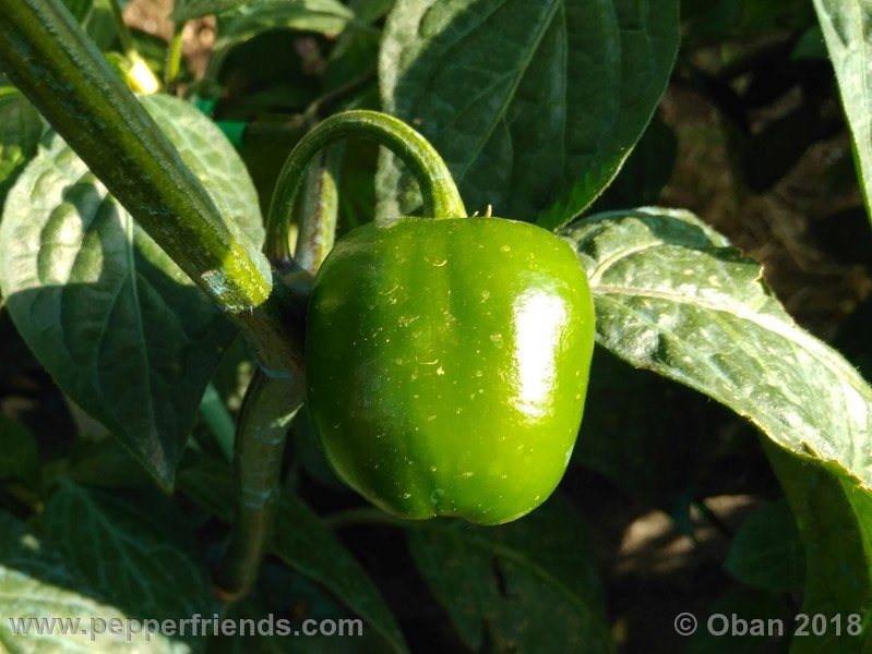 rocoto-big-brown_001_frutto_02.jpg