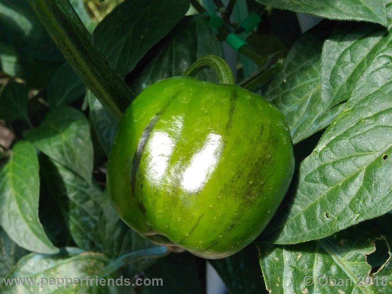 rocoto-big-brown_001_frutto_03.jpg