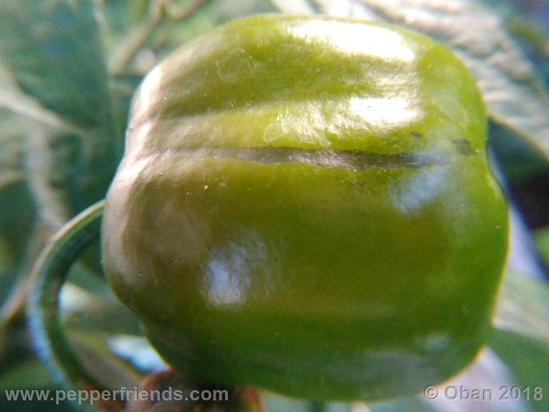 rocoto-big-brown_001_frutto_05.jpg