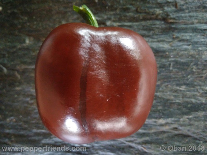 rocoto-big-brown_001_frutto_07.jpg