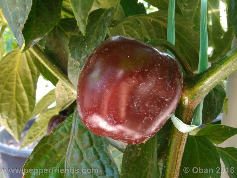 rocoto-big-brown_001_frutto_09.jpg