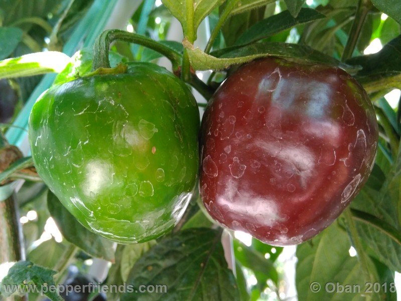 rocoto-big-brown_001_frutto_10.jpg