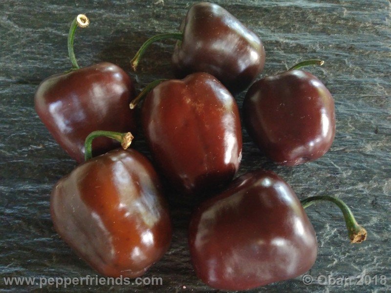 rocoto-big-brown_001_frutto_14.jpg