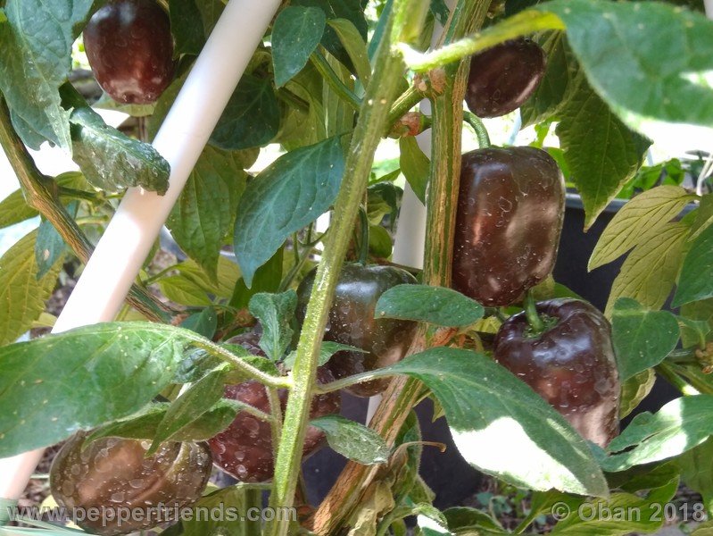 rocoto-big-brown_001_pianta_14.jpg