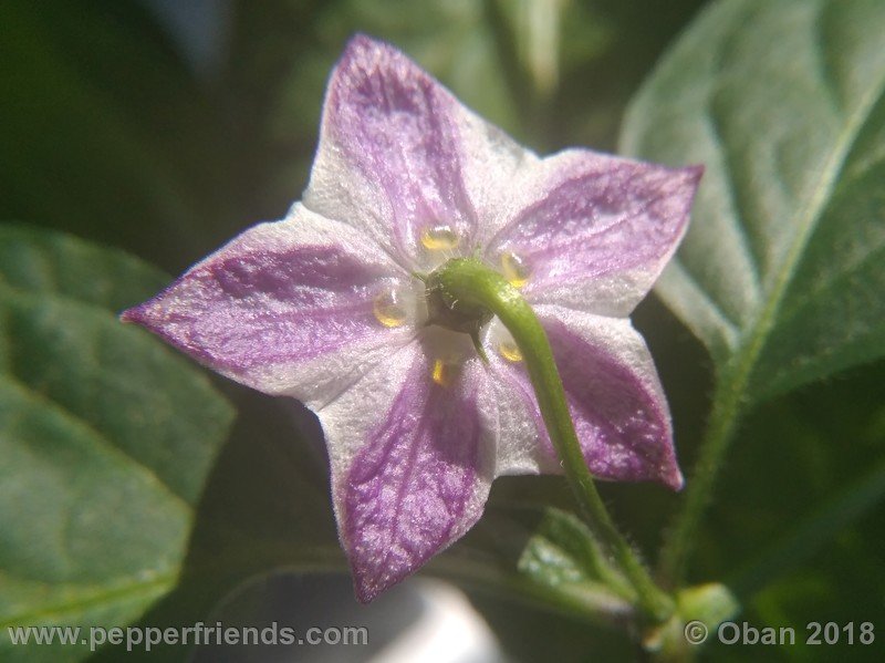 rocoto-big-brown_002_fiore_02.jpg