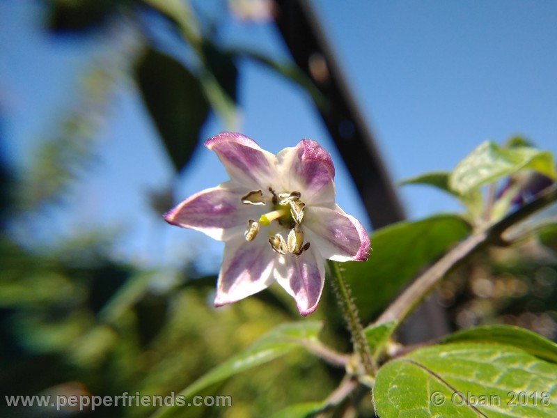 rocoto-big-brown_002_fiore_04.jpg