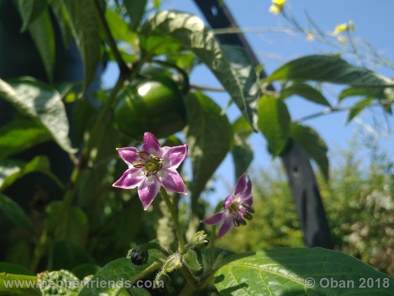 rocoto-big-brown_002_fiore_06.jpg