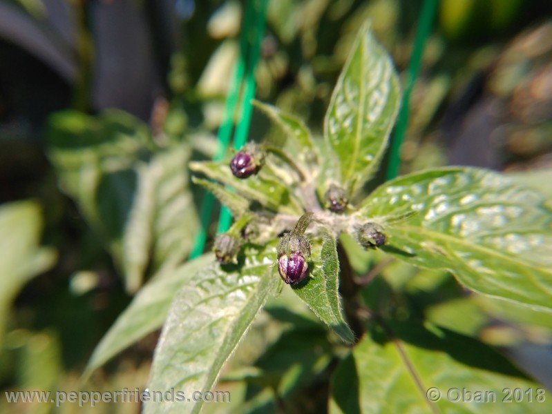 rocoto-big-brown_002_fiore_07.jpg