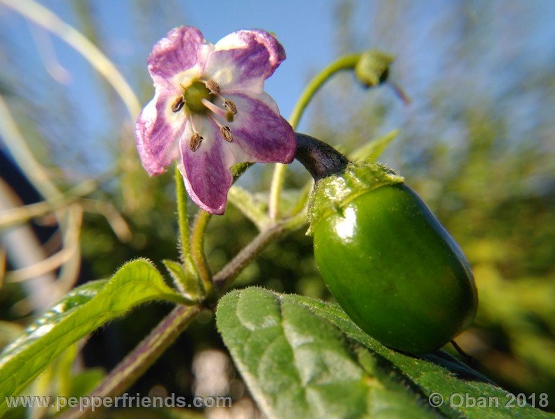 rocoto-big-brown_002_fiore_08.jpg