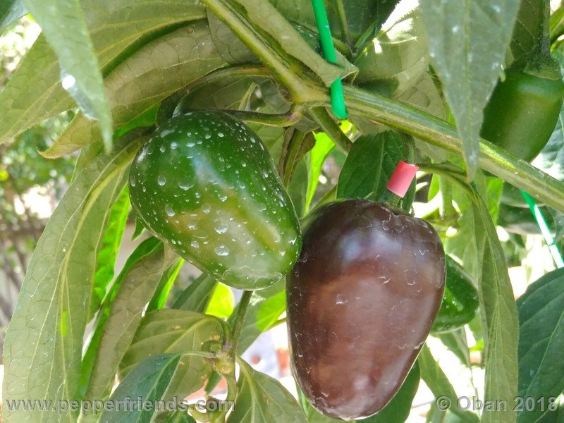 rocoto-big-brown_002_frutto_05.jpg