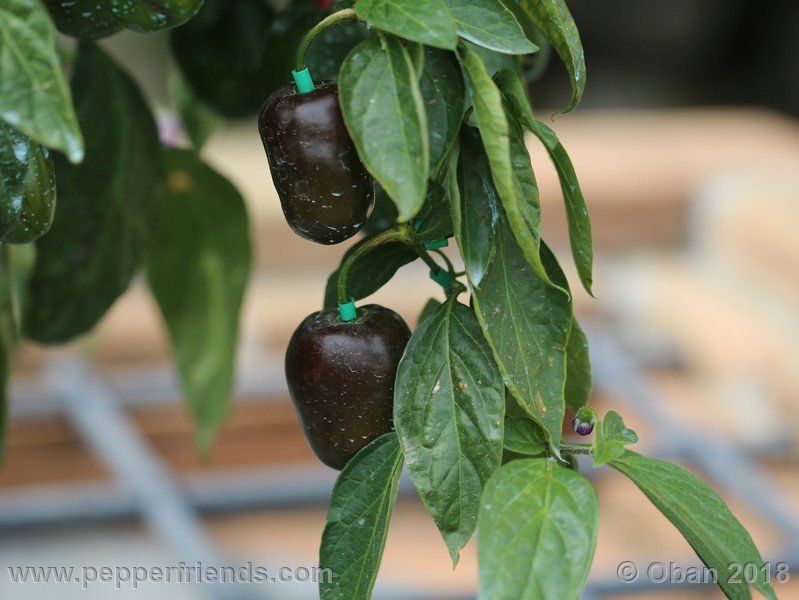 rocoto-big-brown_002_frutto_07.jpg