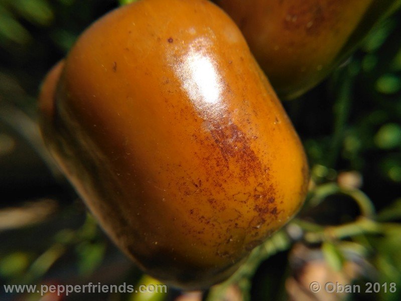 rocoto-big-brown_002_frutto_12.jpg