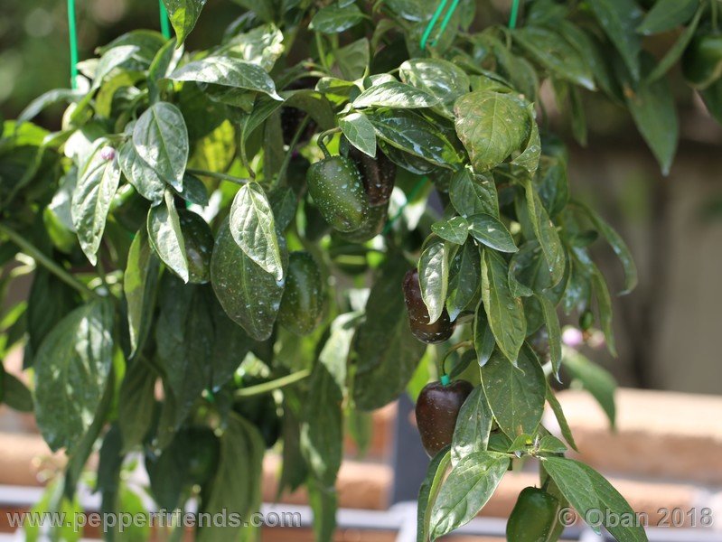 rocoto-big-brown_002_pianta_15.jpg