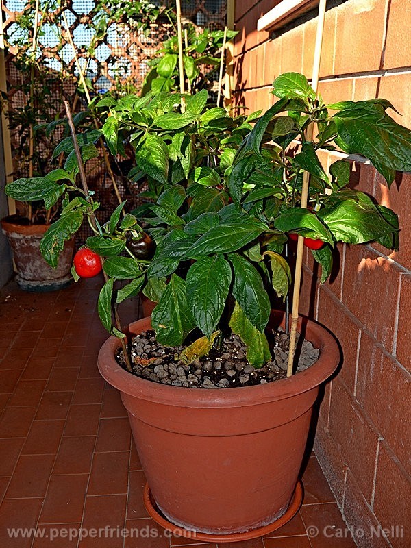 rocoto-bigapple_001_pianta_11.jpg