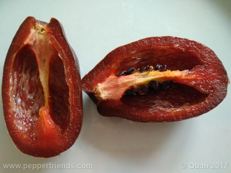 rocoto-brown_001_frutto_19.jpg