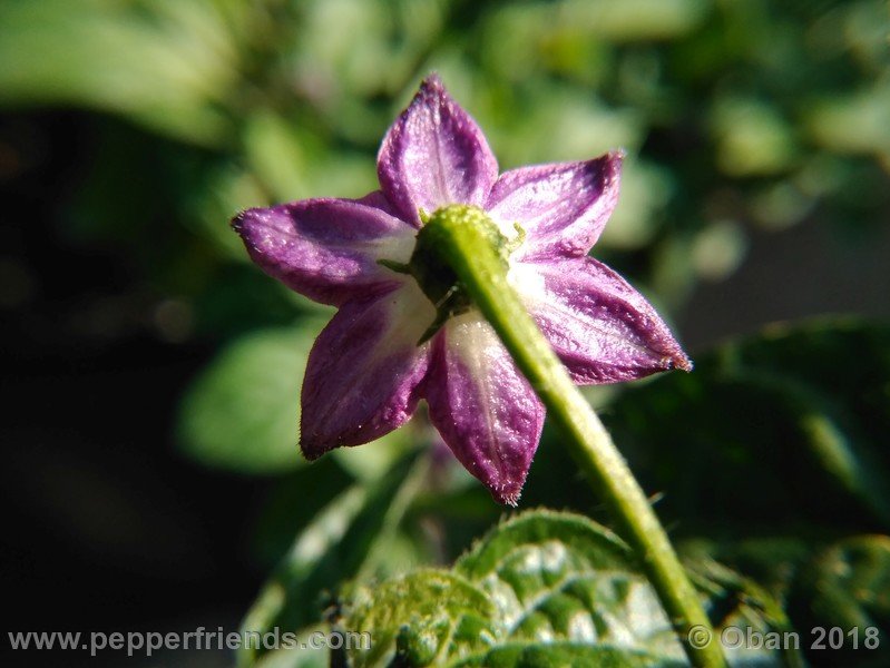 rocoto-brown_002_fiore_04.jpg